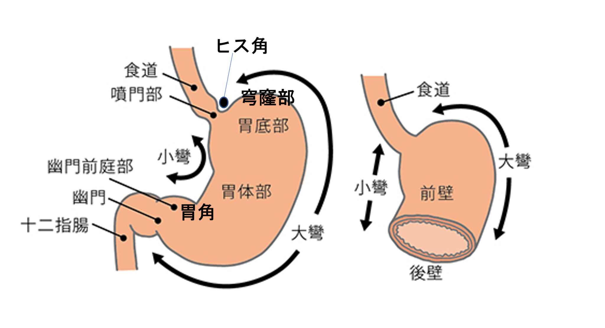 胃について | やまかわ訪問クリニック