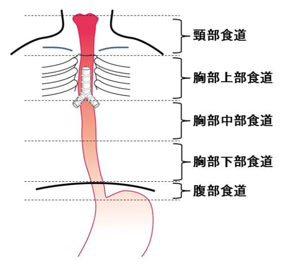 食道 について 正しい の は どれ か